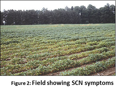 Soybean-1.jpg Soybean-1.jpg